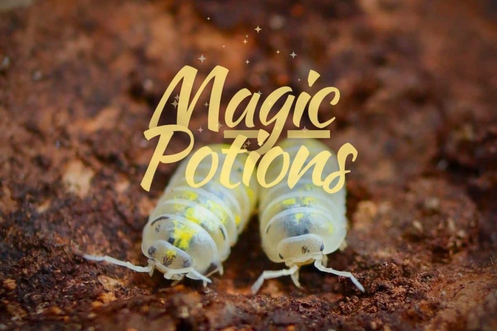 dairy cow isopods