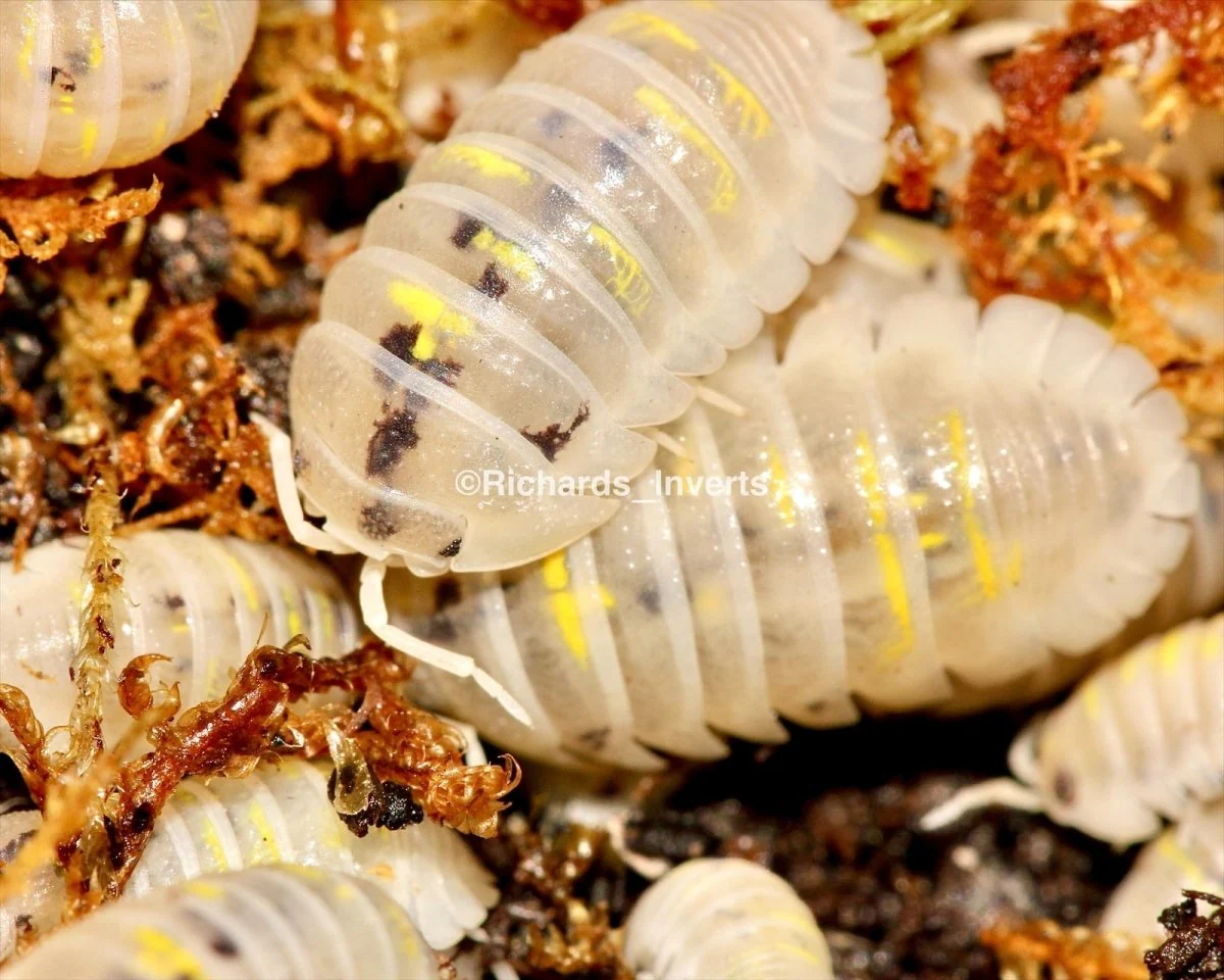 The Rubber Ducky Isopods Transforming Modern Vivariums Into Eye-Catching Living Displays
